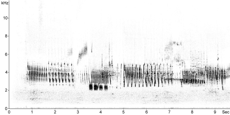 Sonogram of Greenfinch song