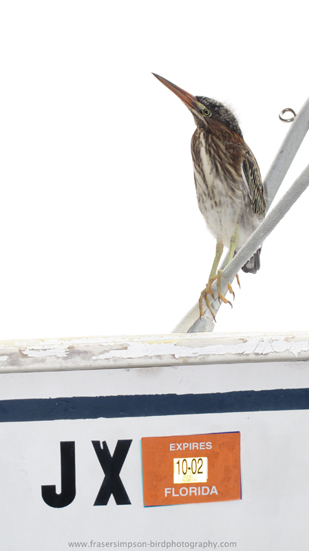 Green Heron (Butorides virescens), Summerland Key � Fraser Simpson