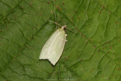 Green Oak Tortrix (Tortrix viridana)  Fraser Simpson