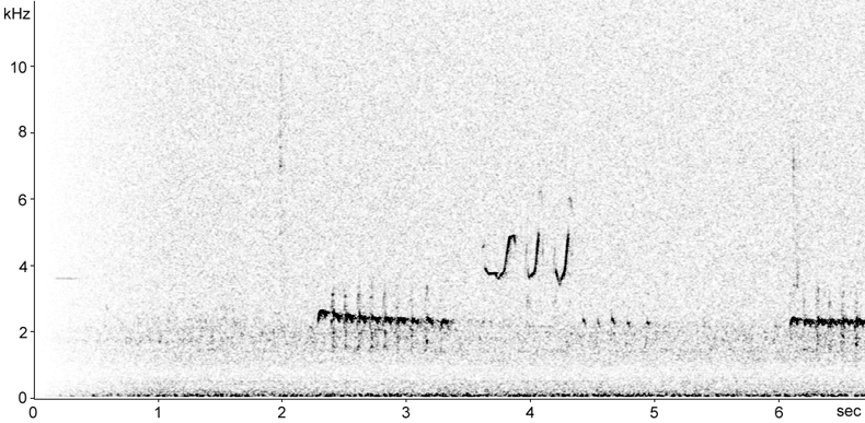 Sonogram of Green Sandpiper flight call at night