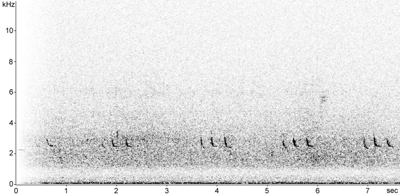 Sonogram of Greenshank calls at night