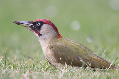 Green Woodpecker (male) � 2005  F. S. Simpson