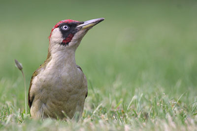 Green Woodpecker (male) � 2005  F. S. Simpson