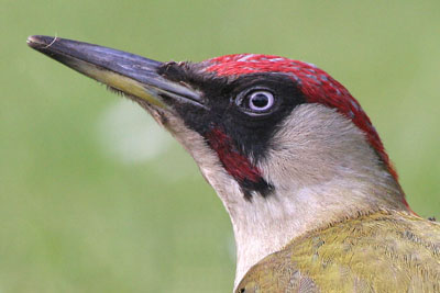 Green Woodpecker (male) � 2005  F. S. Simpson