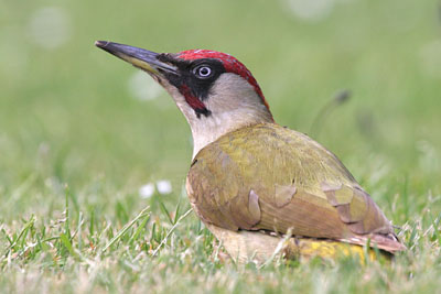Green Woodpecker (male) � 2005  F. S. Simpson