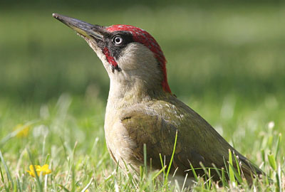 Green Woodpecker (male) � 2005  F. S. Simpson
