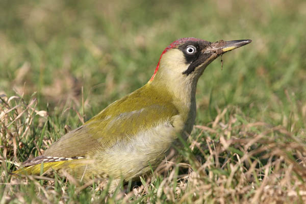 Green Woodpecker �2006 Fraser Simpson