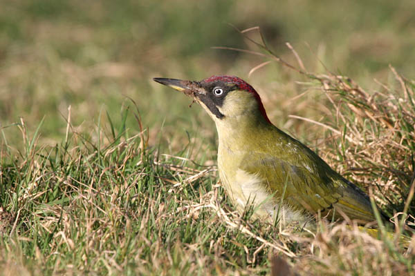 Green Woodpecker �2006 Fraser Simpson