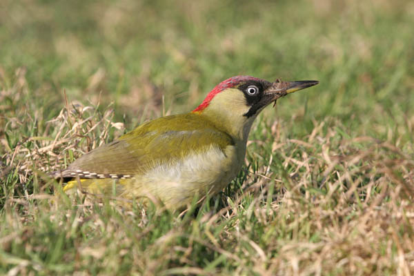 Green Woodpecker �2006 Fraser Simpson