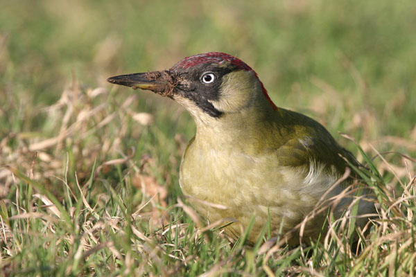 Green Woodpecker �2006 Fraser Simpson
