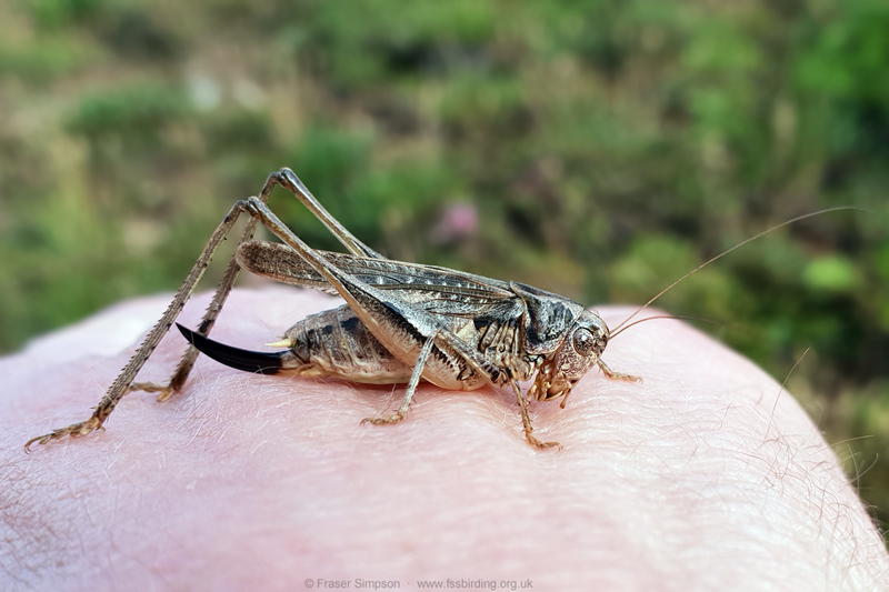 Grey Bush-cricket (Platycleis albopunctata) � Fraser Simpson