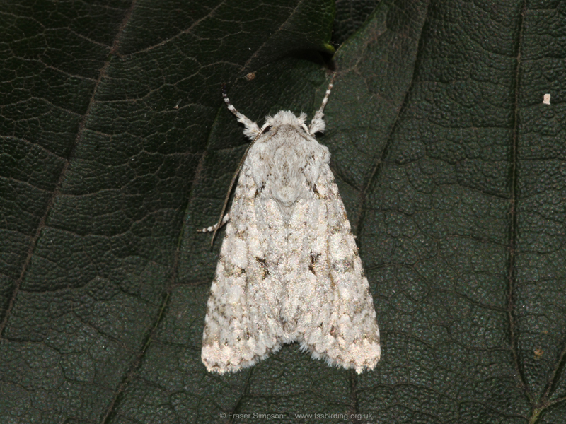 Grey Chi (Antitype chi) � Fraser Simpson