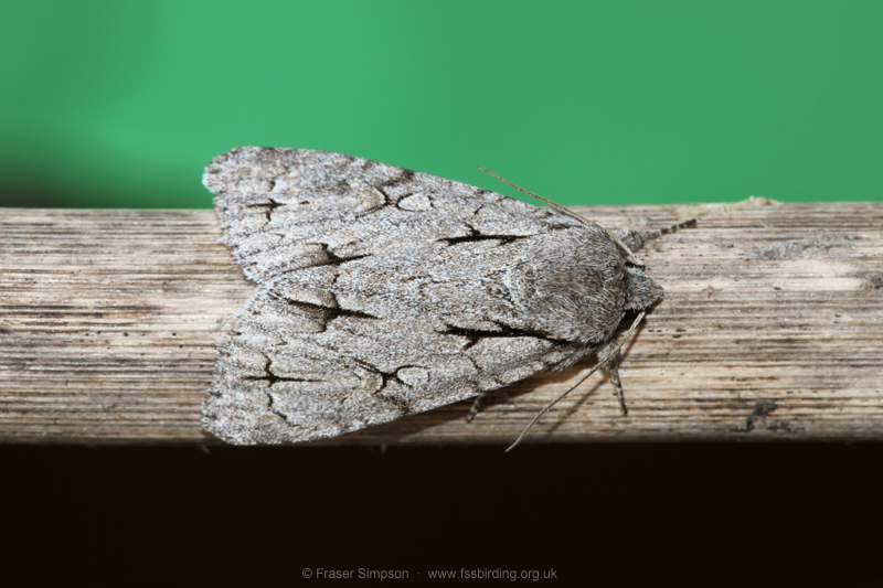 Grey/Dark Dagger (Acronicta sp.) � Fraser Simpson