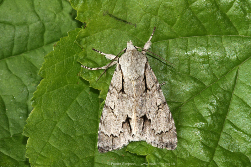 Grey/Dark Dagger (Acronicta sp.) � Fraser Simpson