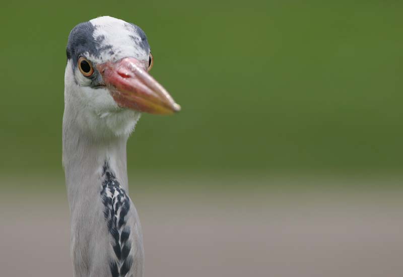 Grey Heron  2005  F. S. Simpson