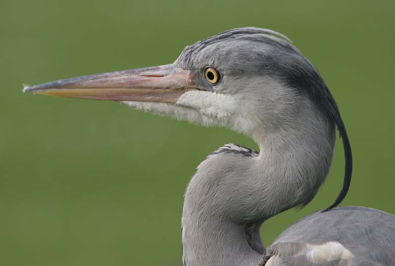 Grey Heron (immature)  2005  F. S. Simpson