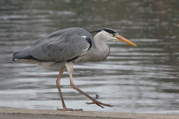 Grey Heron  2005  F. S. Simpson