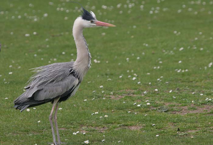 Grey Heron  2005  F. S. Simpson