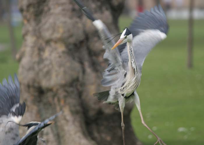 Grey Heron  2005  F. S. Simpson
