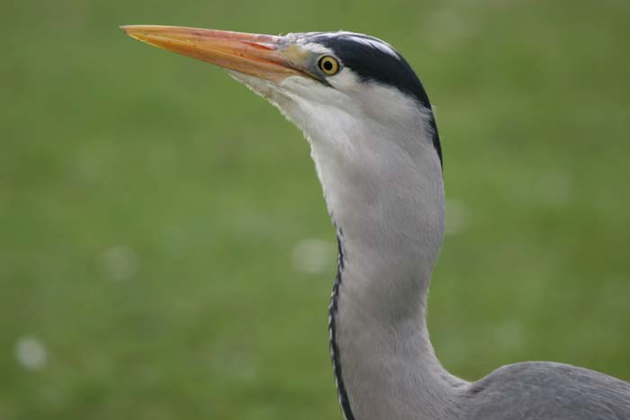 Grey Heron  2005  F. S. Simpson