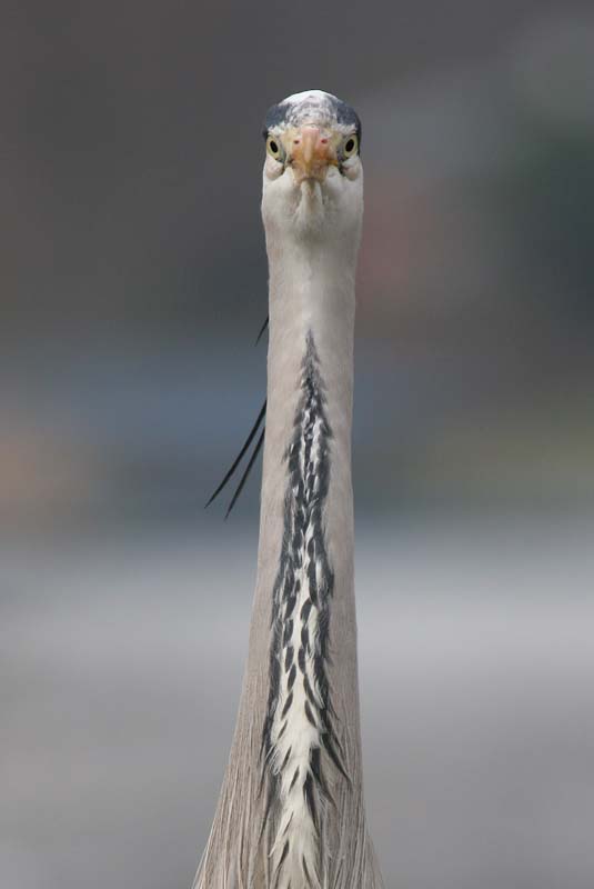 Grey Heron  2005  F. S. Simpson