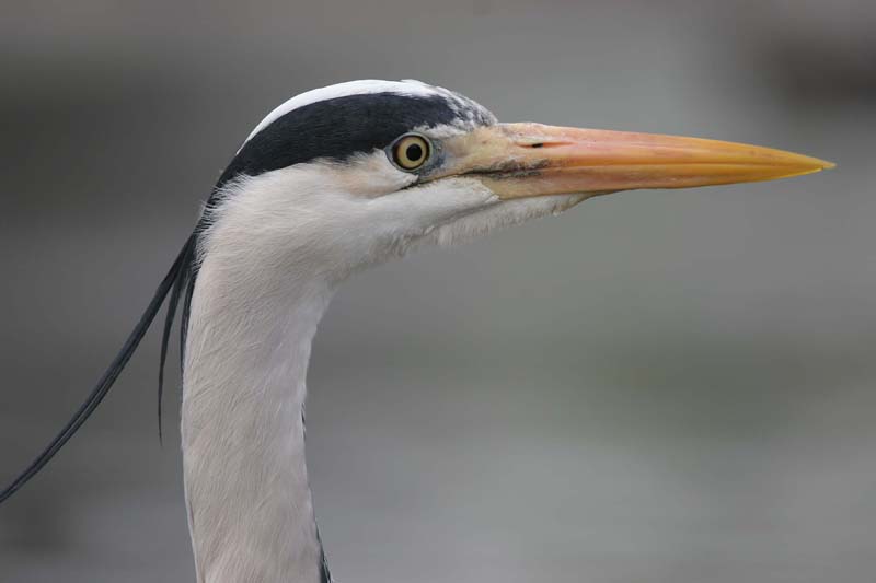 Grey Heron  2005  F. S. Simpson