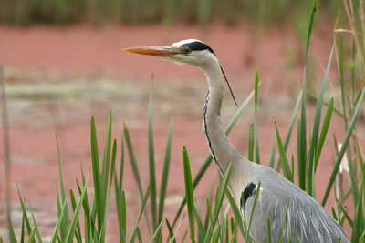 Grey Heron � 2005  F. S. Simpson