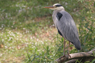 Grey Heron � 2005  F. S. Simpson