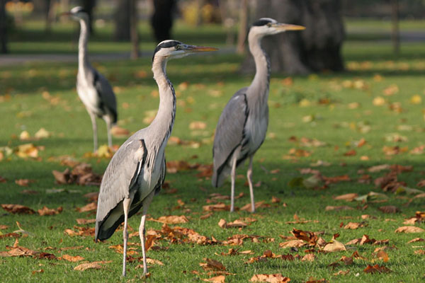 Grey Heron 2005 Fraser Simpson
