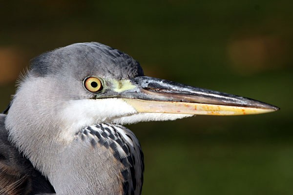 Grey Heron 2005 Fraser Simpson