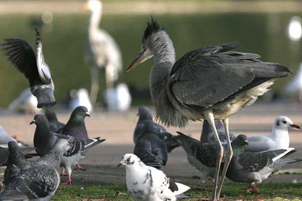 Grey Heron 2005 Fraser Simpson