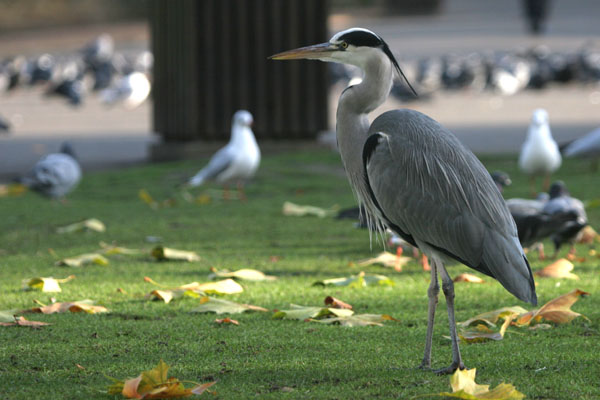 Grey Heron 2005 Fraser Simpson