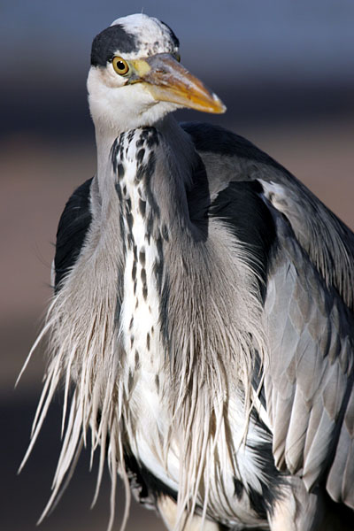 Grey Heron 2005 Fraser Simpson