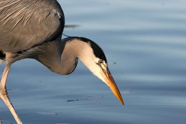Grey Heron 2005 Fraser Simpson