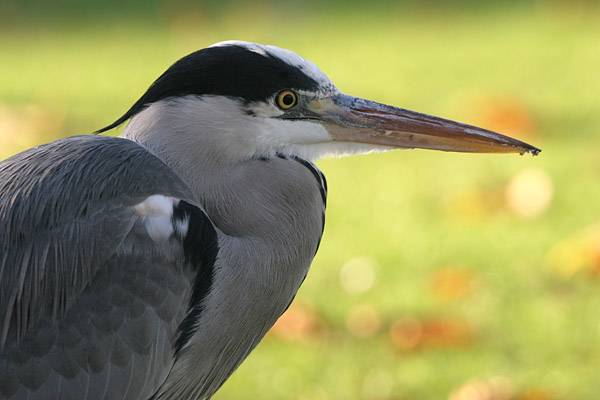 Grey Heron 2005 Fraser Simpson