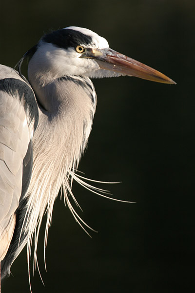 Grey Heron 2005 Fraser Simpson