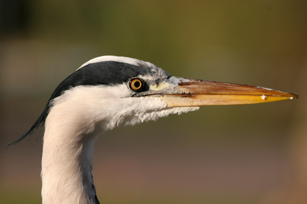 Grey Heron 2005 Fraser Simpson