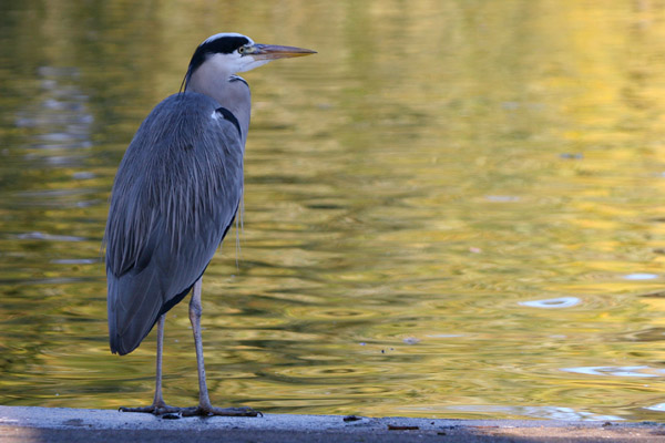 Grey Heron 2005 Fraser Simpson