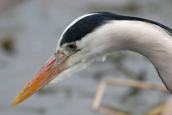 Grey Heron 2006 Fraser Simpson