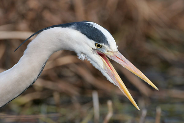 Grey Heron 2006 Fraser Simpson