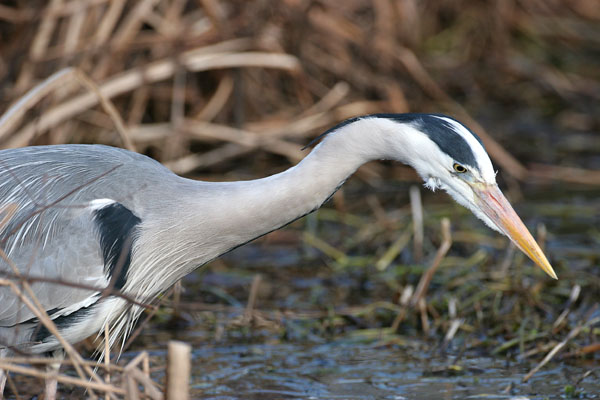 Grey Heron 2006 Fraser Simpson