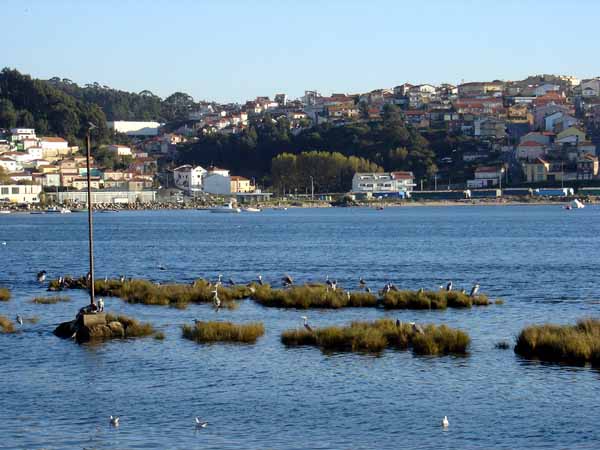 Grey Herons at Porto, Portugal by Greg Youngson