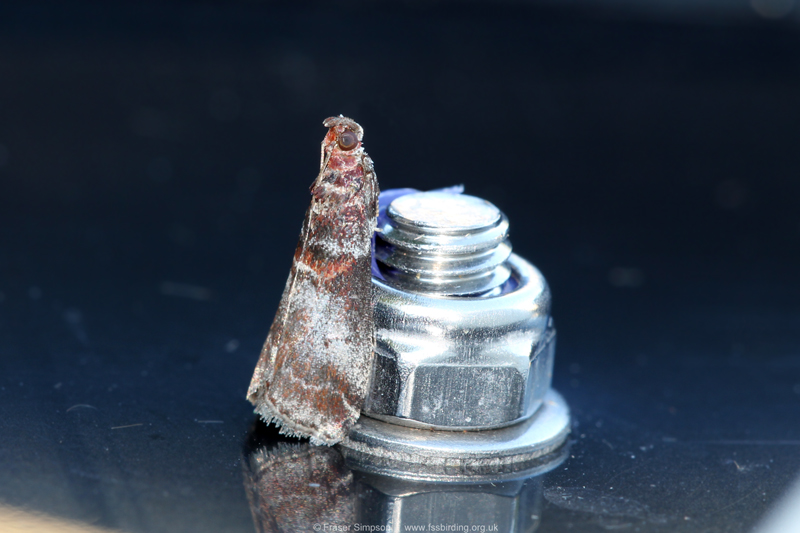 Grey Knot-horn (Acrobasis advenella) � Fraser Simpson