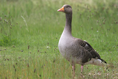 Greylag Goose � 2005  F. S. Simpson
