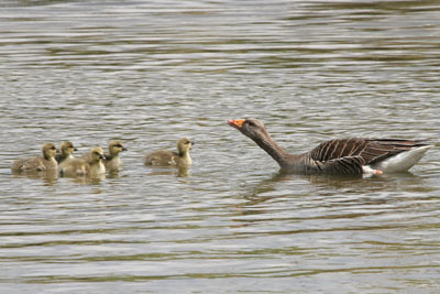 Greylag Goose brood � 2005  F. S. Simpson