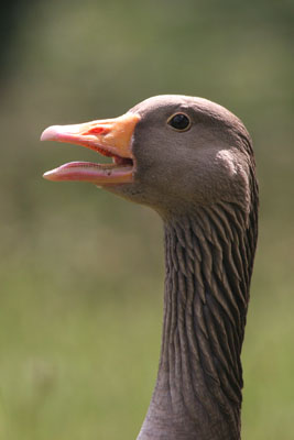 Greylag Goose � 2005  F. S. Simpson