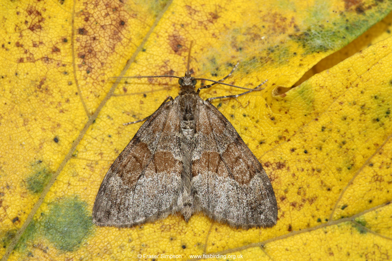 Grey Pine Carpet (Thera obeliscata) © Fraser Simpson
