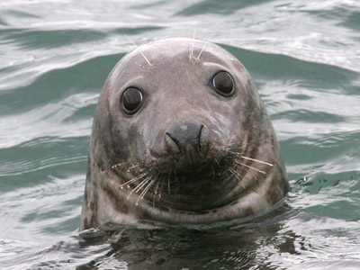 Grey Seal � 2006 Fraser Simpson