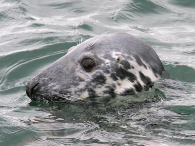 Grey Seal � 2006 Fraser Simpson