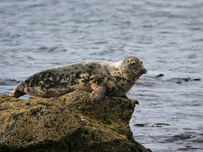 Grey Seal � 2007 Fraser Simpson